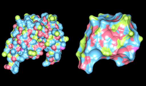 Interactive Visualization of Weighted Three-dimensional Alpha Hulls