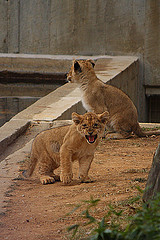 Lions in Zoo