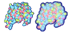 HIV Protease with probe radius 1.4