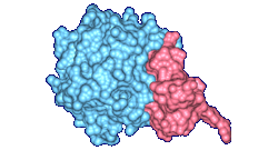 Alpha-chymotrypsinogen complex with and Trypsin inhibitor