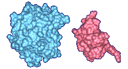 Alpha-chymotrypsinogen and Trypsin inhibitor