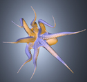 Octopus Viewpoint guided by curvature