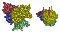 Transthyretin domains and their interface