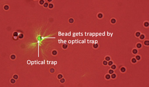 Using GPUs for Realtime Prediction of Optical Forces on Microsphere Ensembles