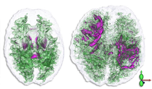 Visualization of Brain Microstructure through Spherical Harmonics Illumination of High Fidelity Spatio-Angular Fields