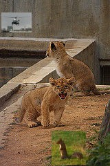 lions, helicopter, squirrel