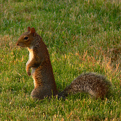 a Squirrel