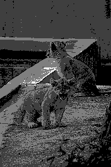 artistic grayscale of Lions