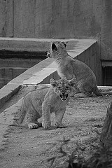 grayscale of Lions