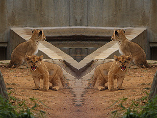 regular and mirrored Lions