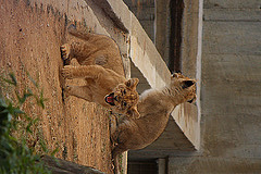 Lions rotated 90 degrees clockwise