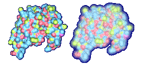 Molecular surfaces of HIV Protease with probe radius 1.4
