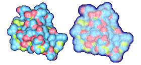 Molecular surfaces of Crambin with probe radius 1.4