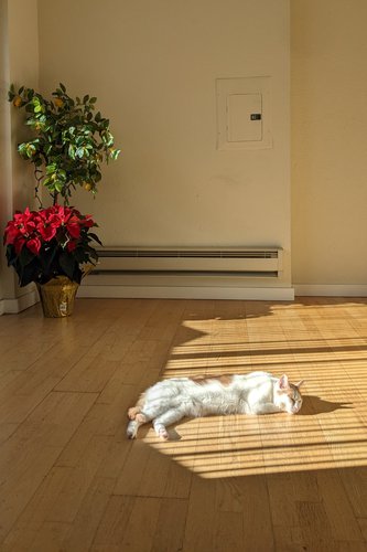 Photo 9: San Francisco, CA, USA