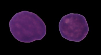 Microscopy image of blood cells