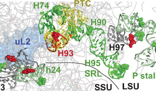 Tracking Fluctuation Hotspots on the Yeast Ribosome Through the Elongation Cycle